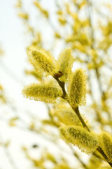Pussy Willow Stock Photo