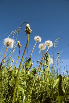 Dandelions In Clear Weather Sky Royalty Free Stock Images Dandelions In Clear Weather Sky Royalty Free Stock Images
