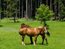Wild Horses In Mountain Royalty Free Stock Photography