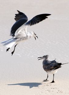 Two Seagulls On A Beach Stock Image Two Seagulls On A Beach Stock Image