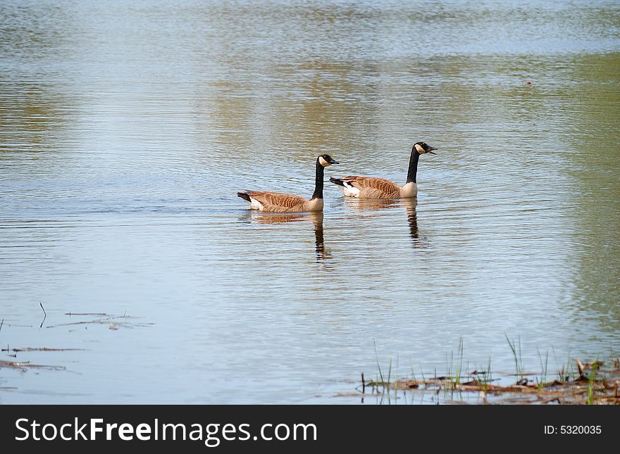 Two canadian geese floating on water in a bay