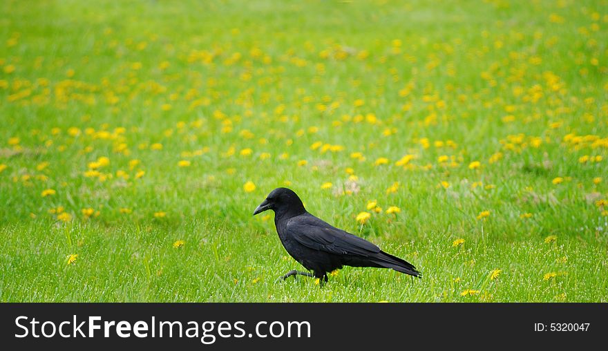 Crow walking in grass full of dandelions. Crow walking in grass full of dandelions