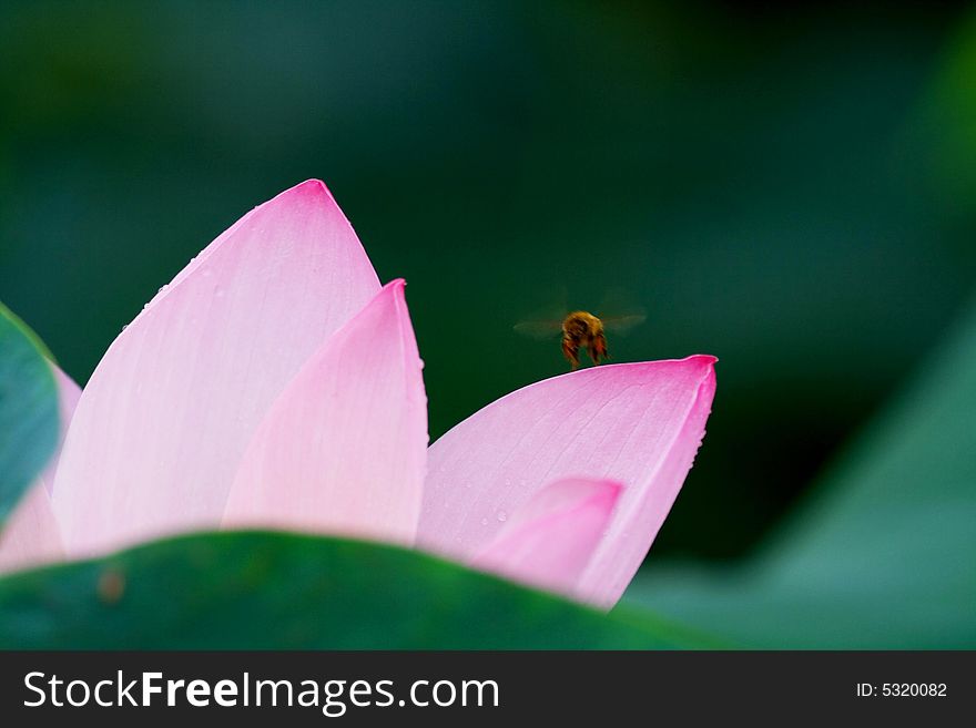 A bee is flying around water lily