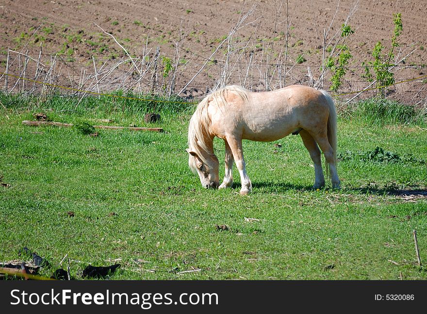 Beautiful white horse grazing in the grass