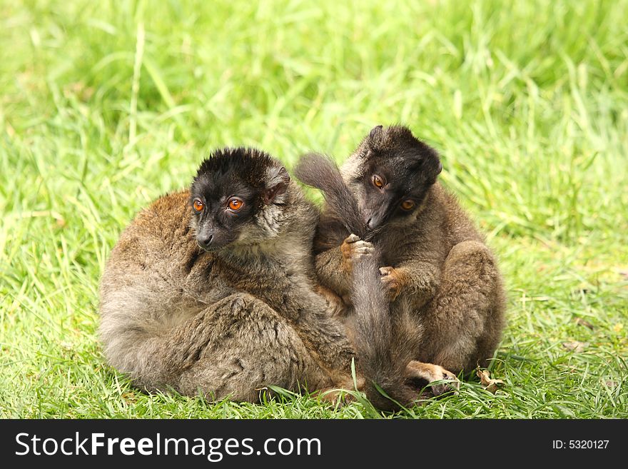 Photo of Brown Lemurs on Safari