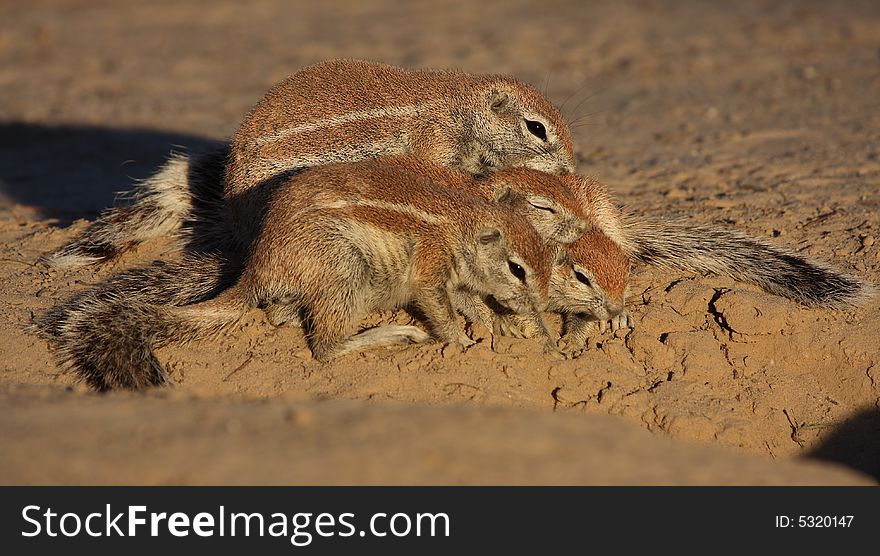 Family of ground squirrels hugging each other for warmth. Family of ground squirrels hugging each other for warmth