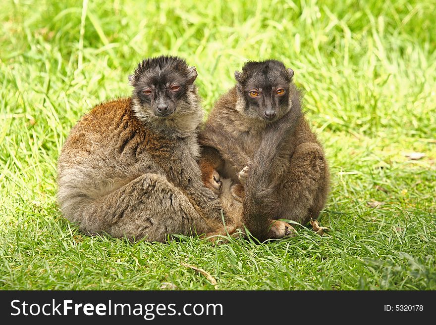 Photo of Brown Lemurs on Safari