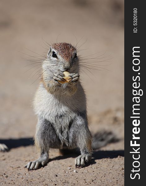 Ground squirrel eating a peanut with claws. Ground squirrel eating a peanut with claws
