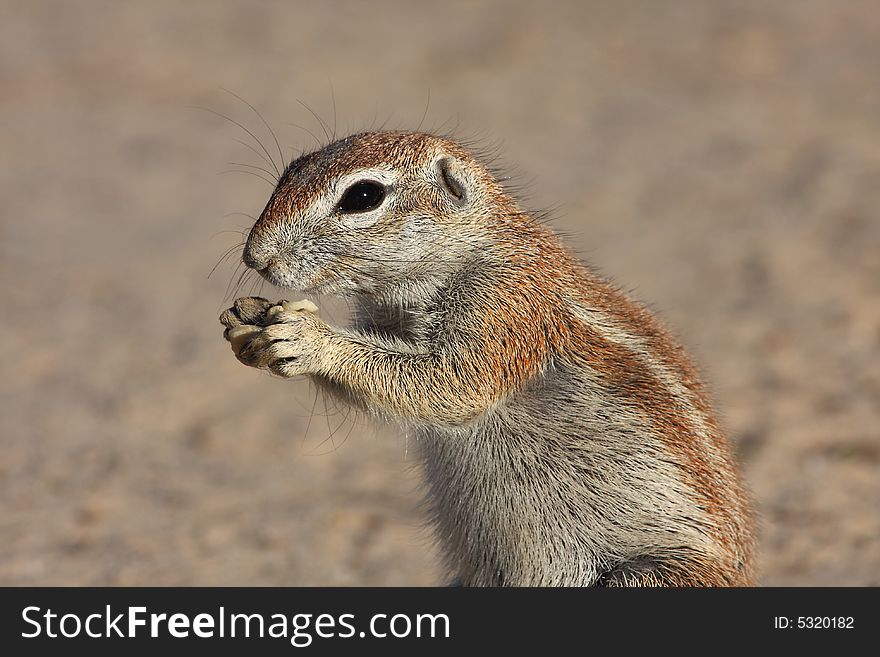 Ground squirrel eating a peanut held in hands