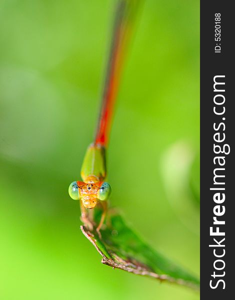 The damselfly on a plant .waiting for the food .