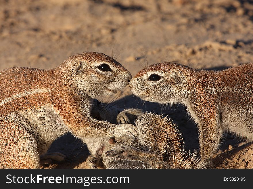 Ground squirrels greating each other while grooming