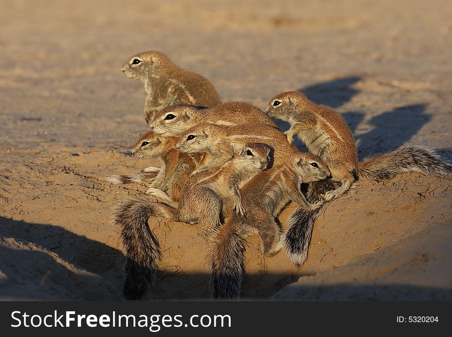Family of ground squirrels taking a group hug