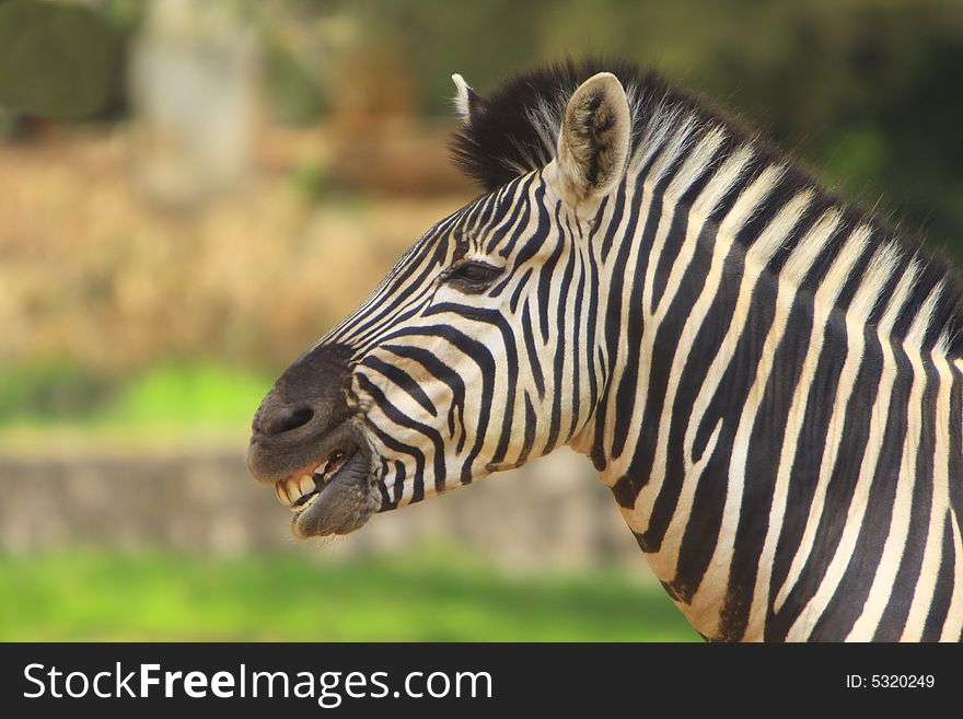 Zebra in the meadow. This image is all about the pattern and a moment.