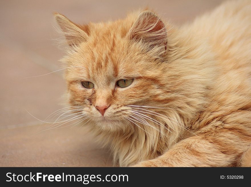 Portrait of european orange cat