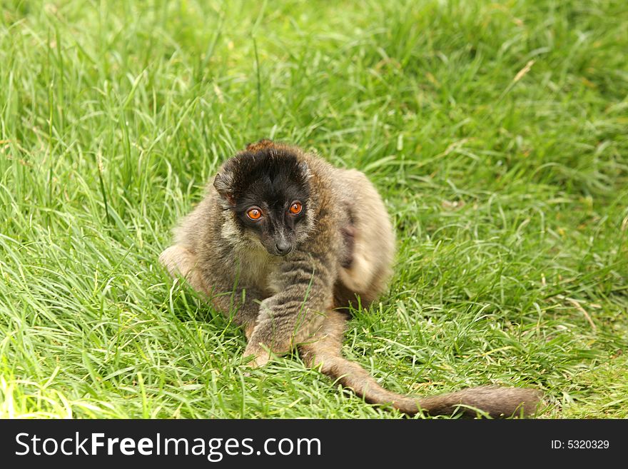 Photo of Brown Lemurs on Safari