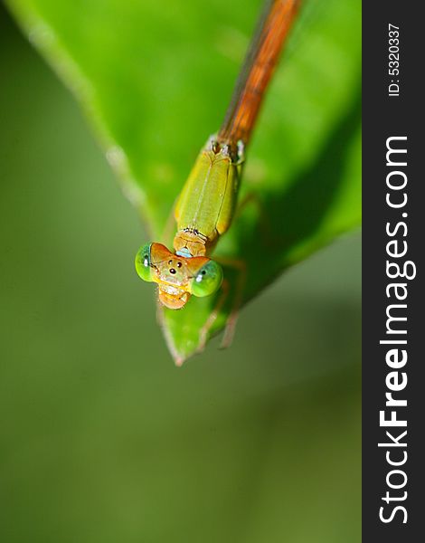 The dragonfly on a plant .waiting for the food . The dragonfly on a plant .waiting for the food .