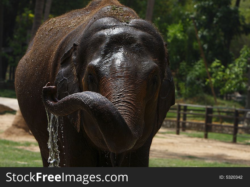A hot summer afternoon, and this elephant was thirsty, and playing with water