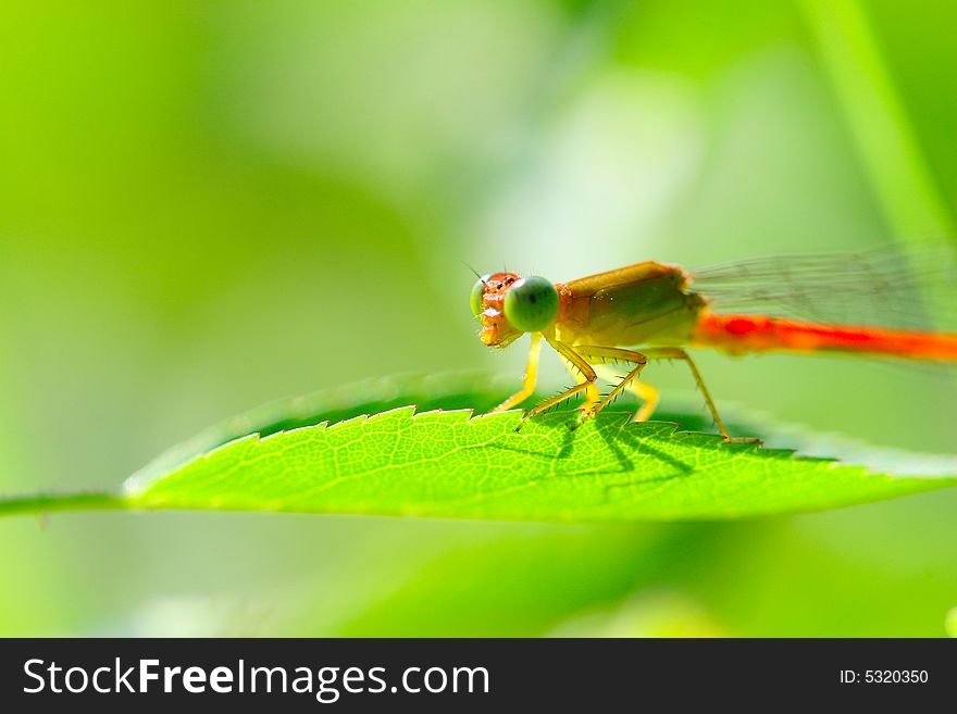 The damselfly on a plant .waiting for the food .