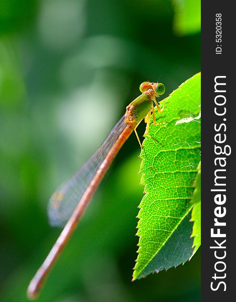 The damselfly on a plant .waiting for the food .