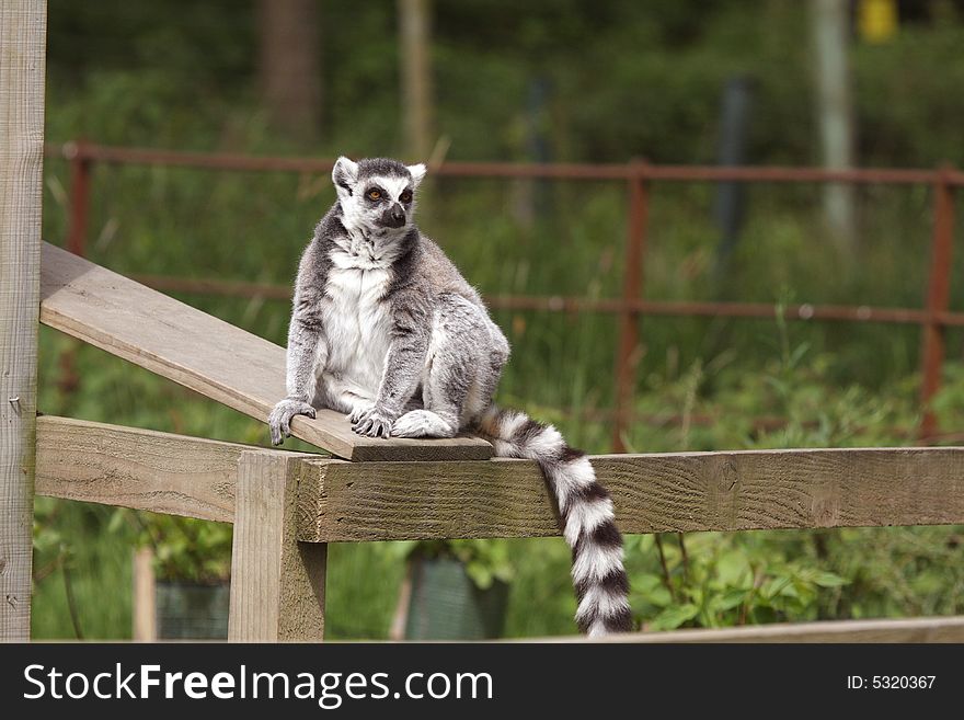 Photo of Ring Tail Lemurs on Safari. Photo of Ring Tail Lemurs on Safari