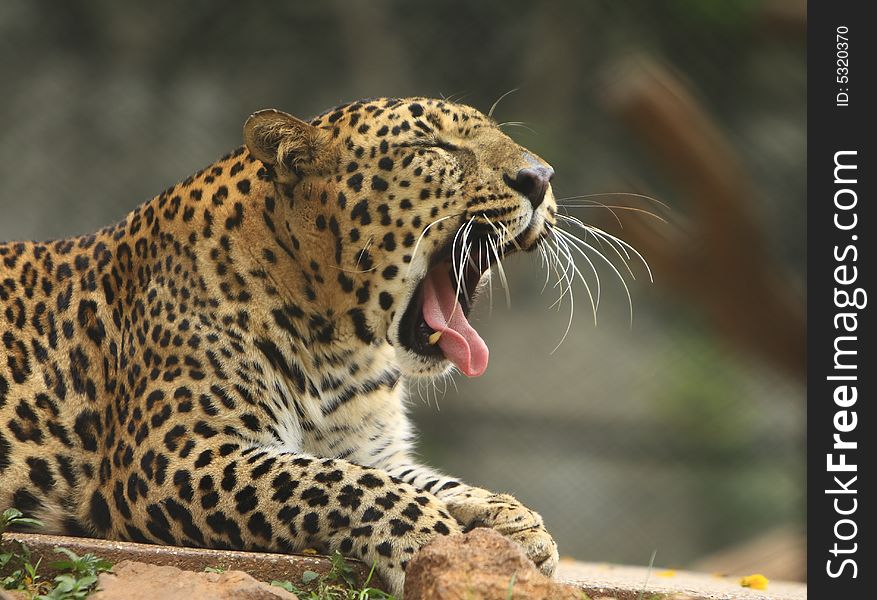 Leopard is in yawning, I like the charismatic face