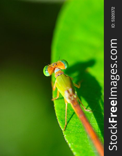 The dragonfly on a plant .waiting for the food . The dragonfly on a plant .waiting for the food .