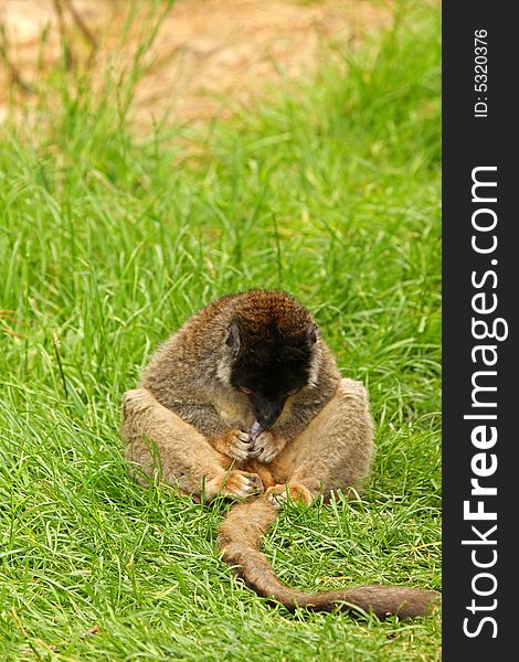 Photo of Brown Lemurs on Safari