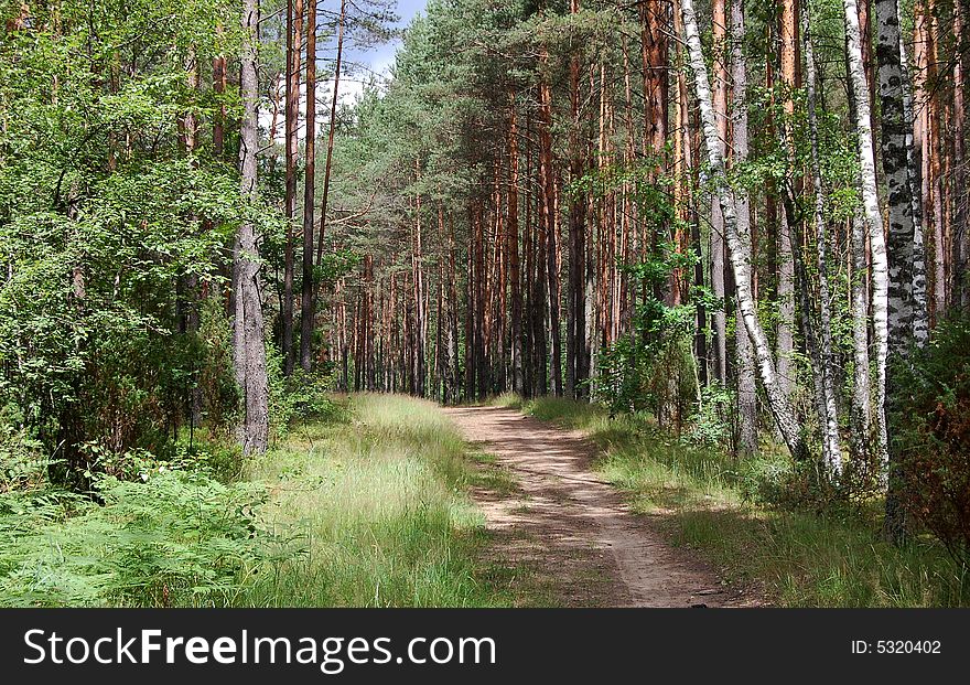 Road in the forest, birch