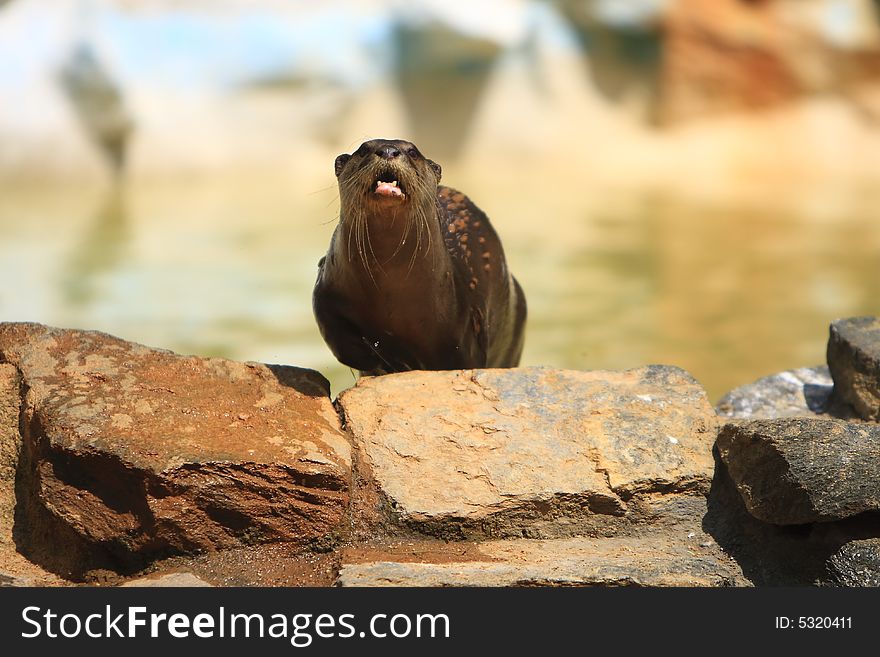 Otters are amphibious (or in one case aquatic) fish-eating mammals. The otter subfamily Lutrinae forms part of the family Mustelidae, which also includes weasels, polecats, badgers, as well as others. With thirteen species in seven genera, otters have an almost worldwide distribution.They eat mainly fish, clams, lobsters, shrimp, and mice if they have to. Otters are playful animals, for example sliding repeatedly down snowy slopes, apparently from sheer enjoyment.