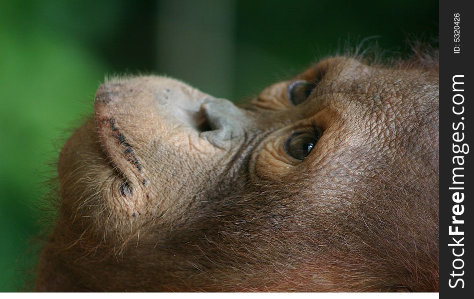 Young Orangutan from Borneo rainforest