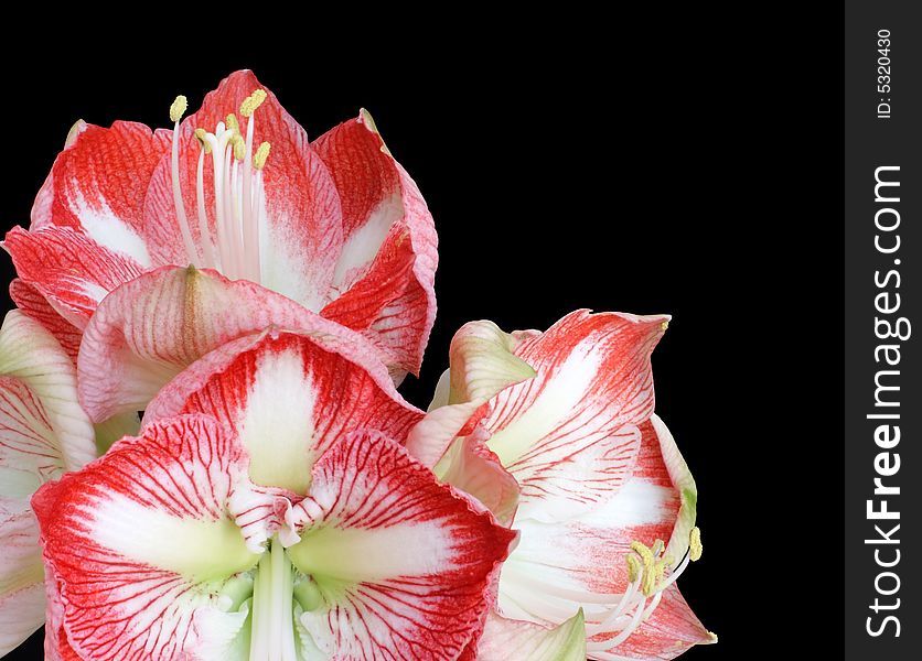 Blooming red and white amaryllis