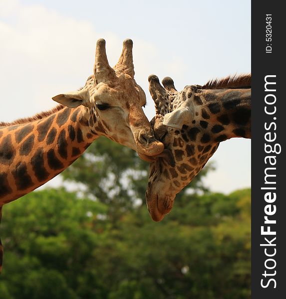 Giraffe love
