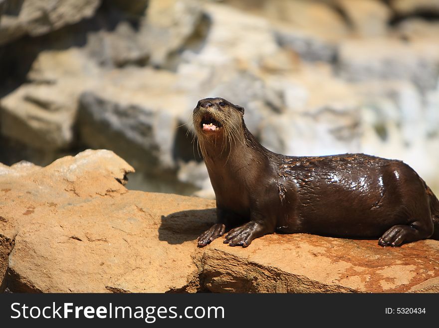 Otters are amphibious (or in one case aquatic) fish-eating mammals. The otter subfamily Lutrinae forms part of the family Mustelidae, which also includes weasels, polecats, badgers, as well as others. With thirteen species in seven genera, otters have an almost worldwide distribution.They eat mainly fish, clams, lobsters, shrimp, and mice if they have to.
Otters are playful animals, for example sliding repeatedly down snowy slopes, apparently from sheer enjoyment.