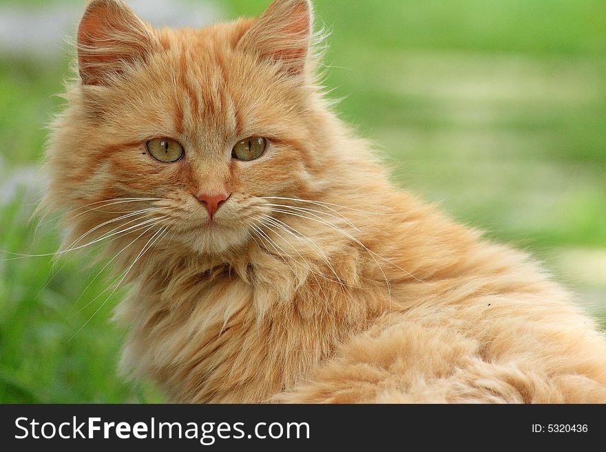 Young european cat in a green background. Young european cat in a green background