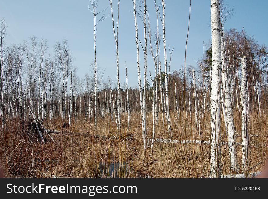 Swamp full of dead birches