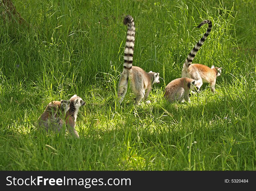 Photo of Ring Tail Lemurs on Safari. Photo of Ring Tail Lemurs on Safari