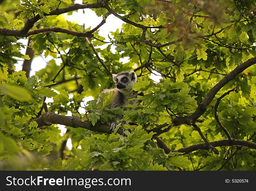 Photo of Ring Tail Lemurs on Safari. Photo of Ring Tail Lemurs on Safari