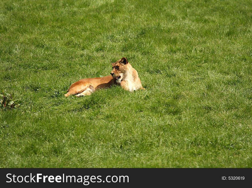 Photo of a lioness on safari