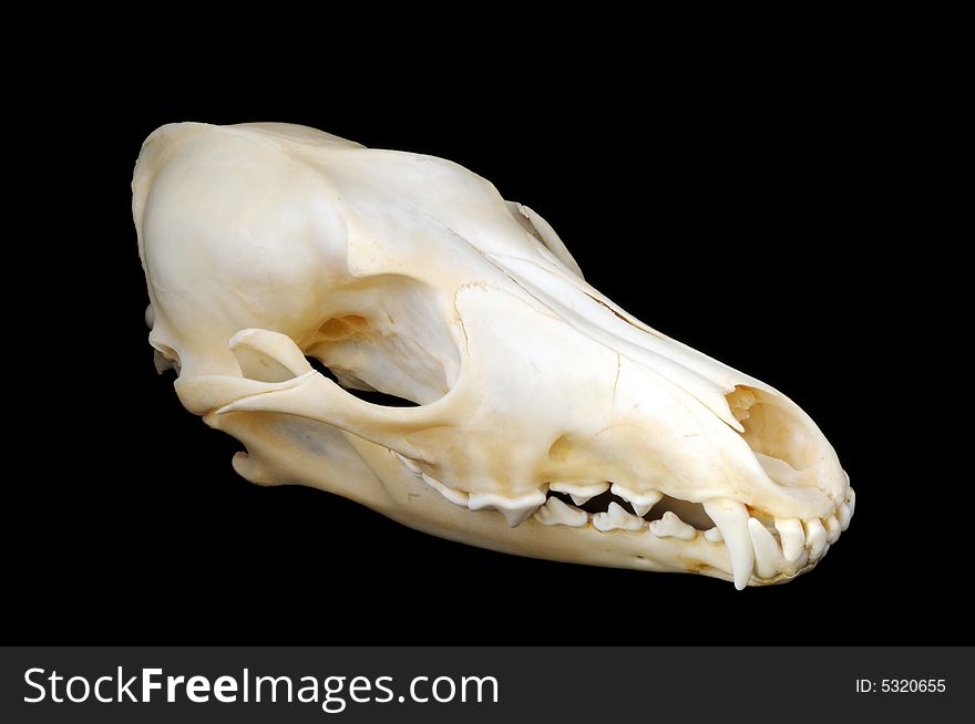 A side view of a real coyote skull on a black background, with sharp teeth and finely detailed skeletal structure. A side view of a real coyote skull on a black background, with sharp teeth and finely detailed skeletal structure.