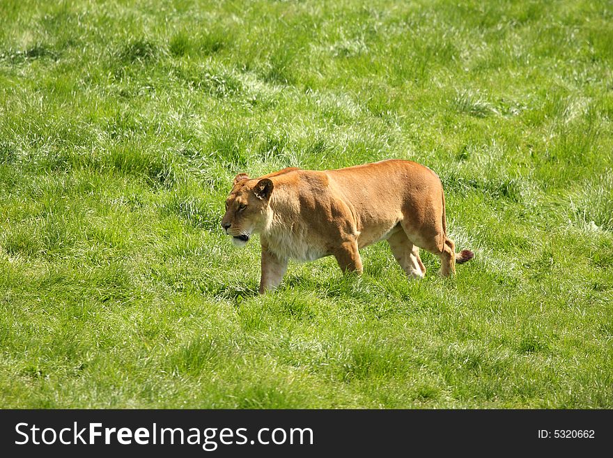 Photo of a lioness on safari