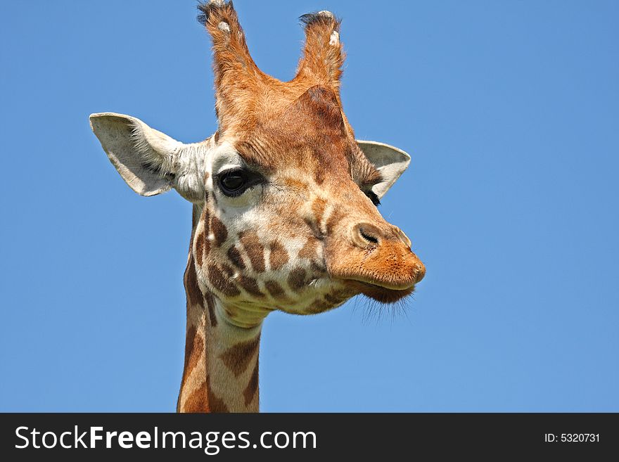 Close up of Giraffe's head