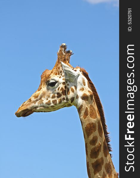 Close Up Of Giraffe