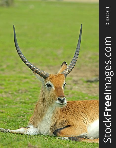 Male antelope with impressive horns