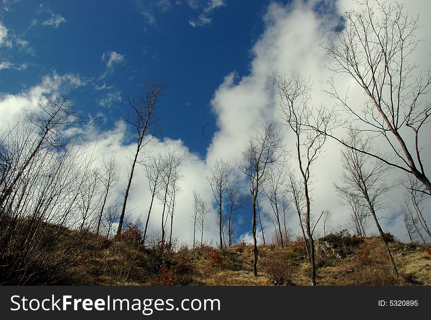 arc of trees in winter against the backdrop of an intense blue sky with clouds. arc of trees in winter against the backdrop of an intense blue sky with clouds