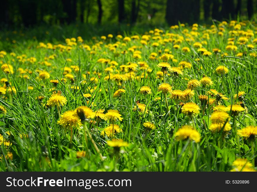 Yellow dandelions on spring field