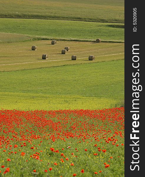 Hay bales and red poppies adorn the green lentil fields of Piano Grande in the central Apennines, Umbria, Italy. Hay bales and red poppies adorn the green lentil fields of Piano Grande in the central Apennines, Umbria, Italy
