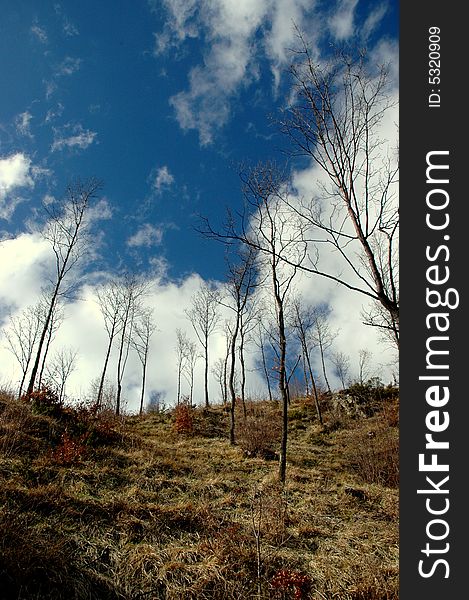 arc of bare trees in winter against the backdrop of an intense blue sky with clouds. arc of bare trees in winter against the backdrop of an intense blue sky with clouds