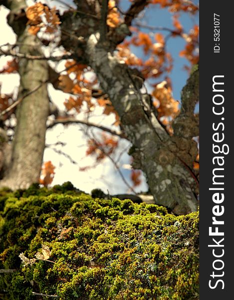 particularly of moss on tree trunk with background branches with dried leaves. particularly of moss on tree trunk with background branches with dried leaves