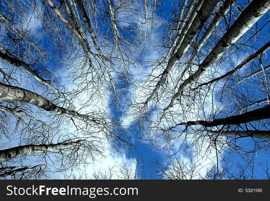 tops of trees in contrast with the blue sky with white clouds - grouping of trees. tops of trees in contrast with the blue sky with white clouds - grouping of trees