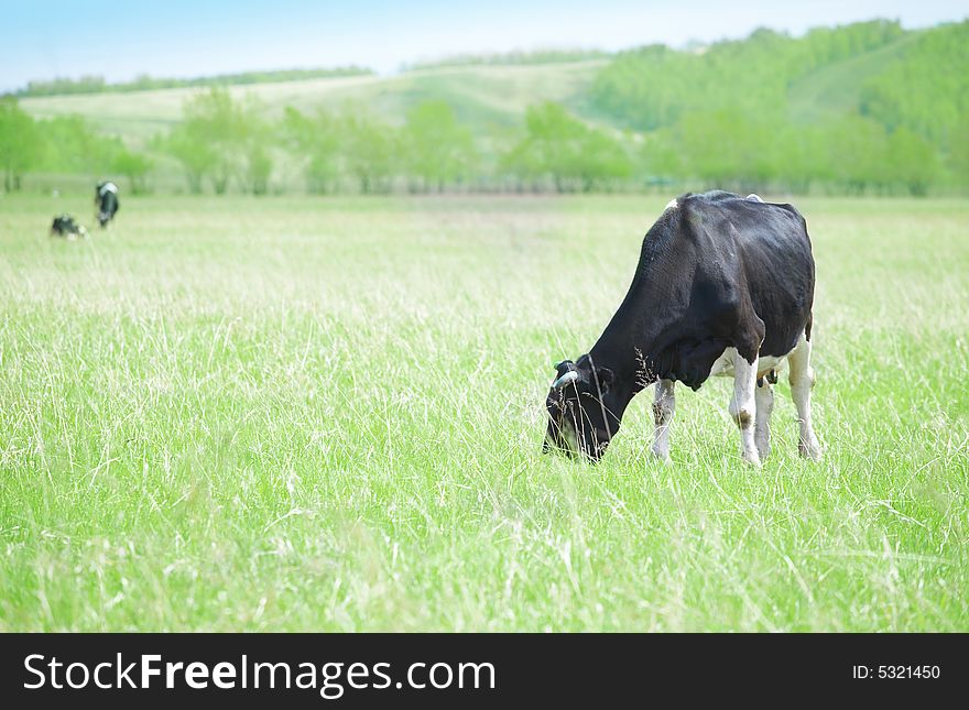 Cows in green field under blue sky